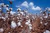 9ème conférence des actionnaires Cotton made in Africa et COMPACI à Addis Abeba